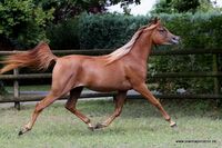 Al Ilaf Taghria (Emiratus B x Tamria Bint Thamam)