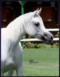 Al Ilaf Ghaaliyah (Emiratus B x Bint Galia)