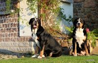 Große Schweizer Sennenhunde 